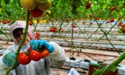 Hollanda’ya Manisa seralarından domates ihracatı   