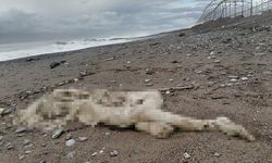 Antalya sahilinde başsız ceset bulundu