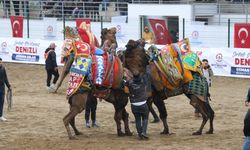 120 pehlivan deve Denizli arenasında buluştu  