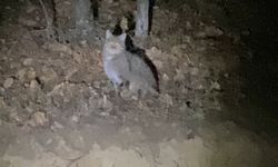 Tokat'ta nesli tükenme tehlikesi altında olan yaban kedisi görüntülendi 