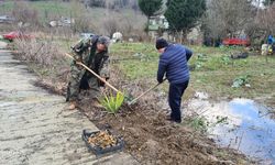 Zonguldak'ta yer elması hasadı başladı 