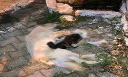 Milas’ta 1 köpek ve 2 kedinin zehirlendiği iddiası 
