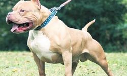 Pitbull cinsi köpeği tehlikeli şekilde gezdiren şahsa rekor ceza 
