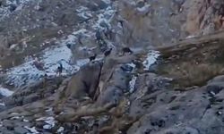 Koruma altındaki dağ keçileri sürü halinde görüntülendi   