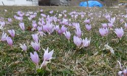 Bolu'da mevsimler karıştı: Bahar çiçekleri açtı 