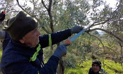 Foça'da zeytin ağaçlarında budama başladı  