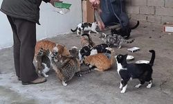 Elazığ’da hayvan sever vatandaş ,sokak hayvanlarına gözü gibi bakıyor   