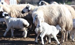 Elazığ'da koyun ve kuzuların coşkulu buluşması   