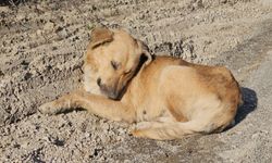 Kastamonu'da dehşet veren olay: 10 köpeği uyuşturup araziye attılar   