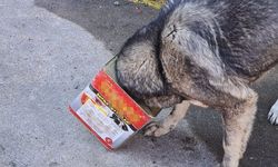 Bolu Dağı'nda yiyecek arayan köpek kafasını tenekeye sıkıştırdı   