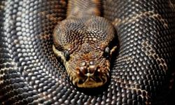 Dünyanın en büyük yılan türü keşfedildi 