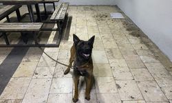 Şanlıurfa'da kurt köpeğini çalan hırsızlar yakalandı   