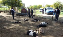 Antalya'da yasaklı cins köpekler ağıldaki 57 oğlağı telef etti 