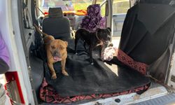 Gaziantep'te jandarma ekipleri yasak ırk 3 köpeğe el koydu   