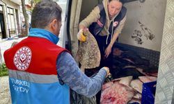 Sinop'ta kaçak yolla avlanan 340 kalkan balığı ele geçirildi
