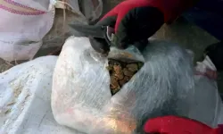 Tır’daki saman balyalarının arasından 305 kilo ‘skunk’ çıktı