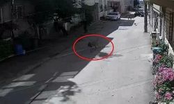 Bursa'da başıboş köpek dehşeti! 3 çocuğa saldırdı