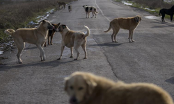 Ardeşen'de sokak köpekleri onlarca hayvanı telef etti