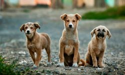 Avrupa'da sahipsiz köpekler için ne yapılıyor?
