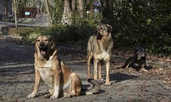 Cumhurbaşkanı Erdoğan'dan sokak köpeği çıkışı! "Kimse bize merhamet dersi vermeye kalkışmasın"