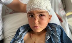 Mardin'de köpek dehşeti! 7 yaşındaki çocuk ölümden döndü
