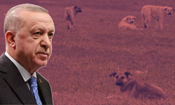 AK Parti başıboş sokak köpeği sorununu 3 ana başlıkta topladı! Cumhurbaşkanı Erdoğan'ın önünde...