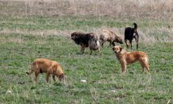 Sokak köpekleri sorunu büyüyor: Bakan Yumaklı ürkütücü tabloyu paylaştı!