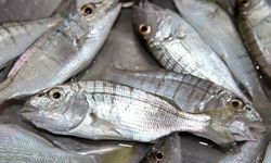 Mırmır balığı: Nasıl pişirilir, faydaları neler?