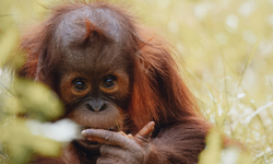 Orangutanlar tıbbi bitkiyle kendilerini tedavi etti