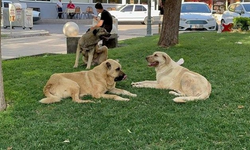 Sokak köpeklerini site dışına çıkaranlara verilen ceza iptal