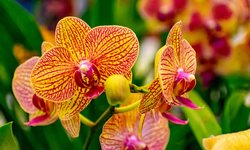 Evde orkide nasıl bakılır? Orkide ne kadar sulanmalı?