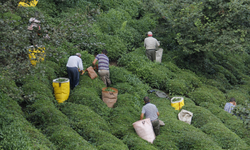 Tarım ve Orman Bakanlığı duyurdu! Yaş çay alım fiyatı belli oldu...