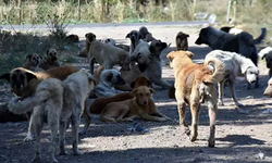 Sokak köpeği krizi! Ekşi Sözlük'teki başlık tartışmaların odağı oldu...