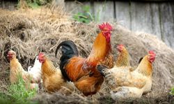 Tavuk Kurban Edilebilir Mi? Dini Hükümler ve Şartlar