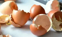 Yumurta kabuğu faydaları ve kullanım alanları