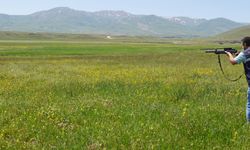 Erzurum'da yola kaçan kurbanlığı sürücüler yakaladı