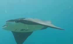 Çin’den yeni proje: Manta Ray denizaltı dronu