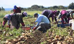 Gıda güvenliği ve yerel üretim: Pandemi sonrası tarımın önemi