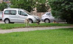 Konya'da başıboş köpek saldırısı!