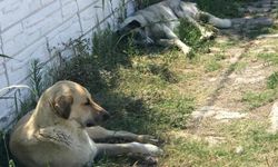 Şanlıurfa'da başıboş köpek saldırısı!