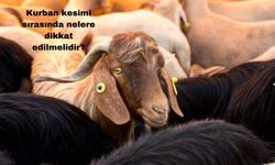 Kurban Kesimi Sırasında Nelere Dikkat Edilmelidir?