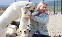 Kuduz köpekleri Ankara'ya getirdi! Buket Özgünlü hakkında 4 yıl hapis...