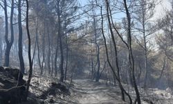 Menderes'teki orman yangınları ile ilgili 1 kişi tutuklandı