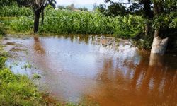 Yağış tarım arazilerini vurdu: Tarlalar sular altında
