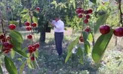 Çankırı'da Eldivan kirazında 400 ton rekolte bekleniyor