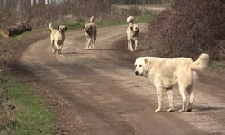 Başıboş sokak köpekleri teklifi komisyondan geçti