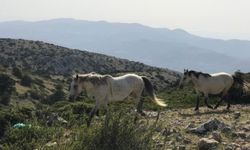 Manisa Spil Dağı Milli Parkı'na Nasıl Gidilir?