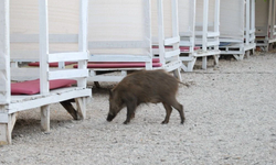 Muğla'da domuz yavruları plaja indi! Tatilciler ise şaşırdı