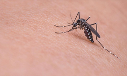 Sivrisinekler hastalık saçıyor! Uzmandan önemli uyarılar...