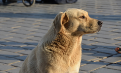 Gündem sokak köpeği problemi! 7 madde Meclis'te kabul edildi...